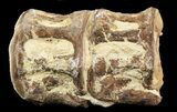 Cretaceous Xiphactinus Vertebra - Kansas #48762-1